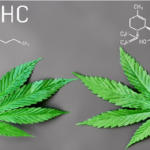 Difference between using cannabis for medicinal or recreational purposes
