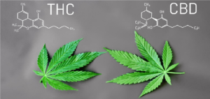 Read more about the article Difference between using cannabis for medicinal or recreational purposes