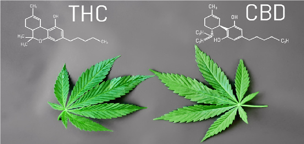 You are currently viewing Difference between using cannabis for medicinal or recreational purposes
