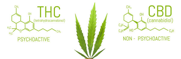 Difference between using cannabis for medicinal or recreational purposes