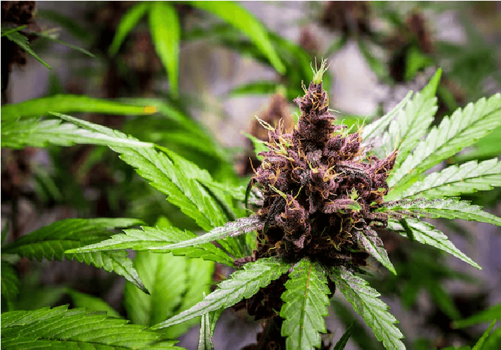 Types of Cannabis: Indica, Sativa and Hybrid Strains.