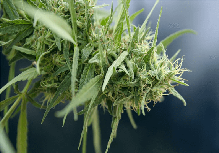 Types of Cannabis: Indica, Sativa and Hybrid Strains.
