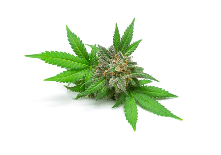 Types of Cannabis: Indica, Sativa and Hybrid Strains.