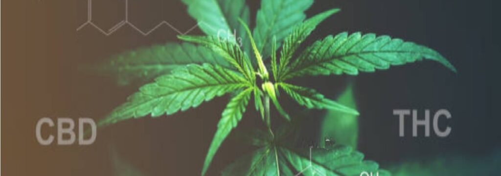Undestanding CBD (Cannabidiol)