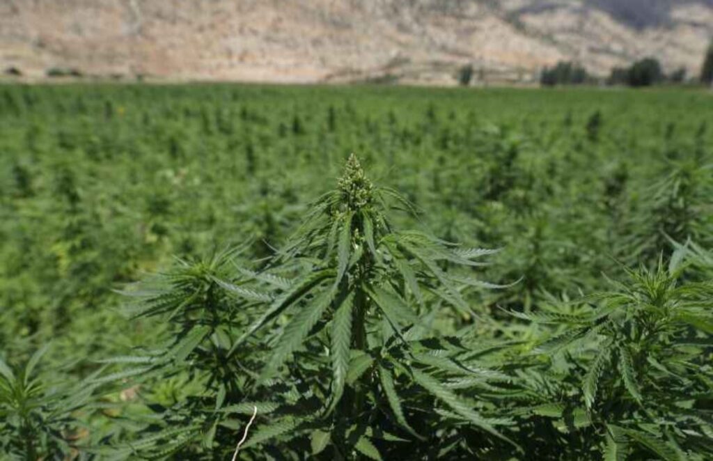 The History of Cannabis: Where It Came From?