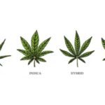 Types of Cannabis: Indica, Sativa and Hybrid Strains.