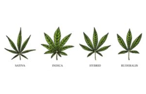 Read more about the article Types of Cannabis: Indica, Sativa and Hybrid Strains.