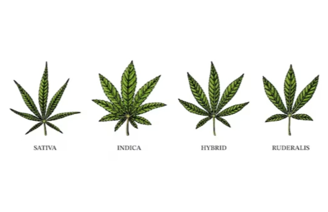 You are currently viewing Types of Cannabis: Indica, Sativa and Hybrid Strains.